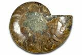 Cut & Polished Ammonite Fossil (Half) - Madagascar #364872-1
